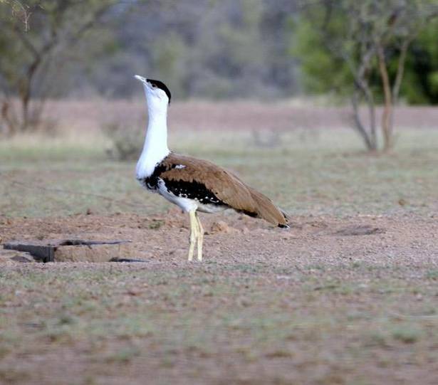 Critically Endangered Great Indian Bustard Wind & Solar Industries’ Next&nbsp;Victim