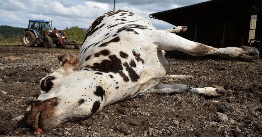 French Farmers Re-Volt: Cattle Killed by Stray Current Latest Victims of Wind Power&nbsp;Onslaught