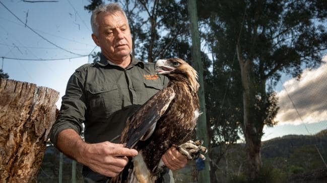 Wedge-Tail Wipeout: Tasmanian Wind Farms Threaten Eagle&nbsp;Extinction