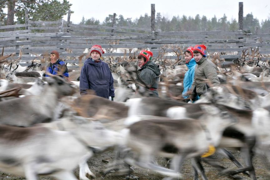 Rein-ed In: Norway’s Reindeer Herders’ Revolt Against Big Wind Industry&nbsp;Rollout