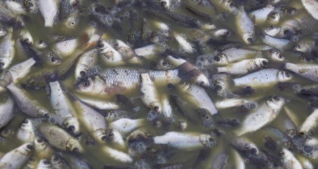 Irish Government Slammed with €5m Fine Over Wind Farm’s Environmental&nbsp;Disaster