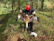 Shootin Up Developers Killing Endangered Red Kites To Make Way For Shootin Up Developers Killing Endangered Red Kites To Make Way For