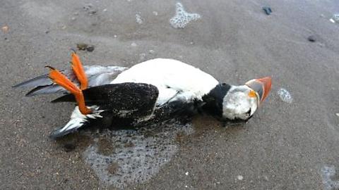 Puffins Pummelled: Offshore Wind Turbines Annihilating Britain’s Seabirds: Entire Species&nbsp;Threatened