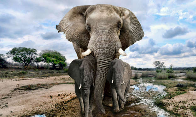 Jumbo Noise Problem: Africa’s Elephants Hate Thumping Droning Wind Turbine&nbsp;Noise