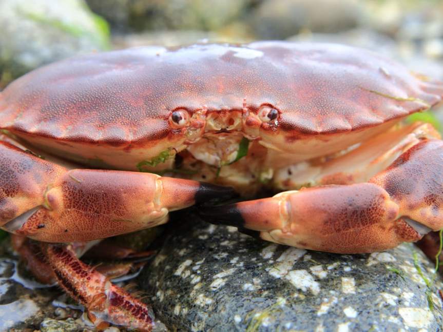 Stunned Still: Offshore Wind Farm Power Cables Leave Crabs Mesmerised &&nbsp;Motionless