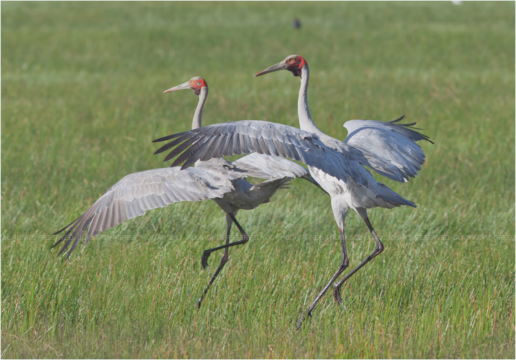 Unbridled Bird Slaughter: Wind Turbines Wiping Out Australia’s Iconic Dancing&nbsp;Brolga