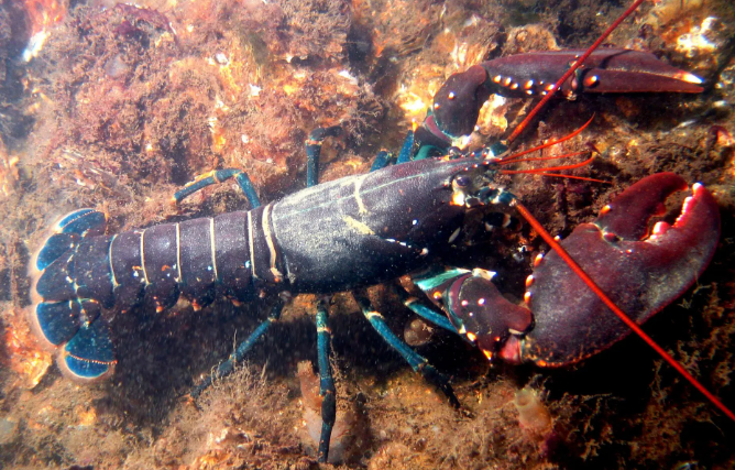 Lobster Tales: Offshore Wind Farms Leave Lobsters With Deformed & Crippled&nbsp;Young