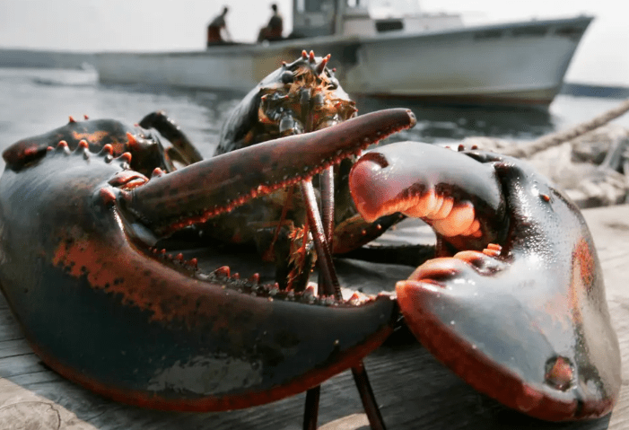 Fishermen Unite to Prevent Offshore Wind Industry Wrecking Marine&nbsp;Ecosystems