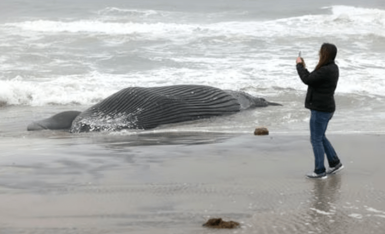 Offshore Onslaught: Industrial Wind Turbines Are Destroying Our Precious Marine&nbsp;Environment