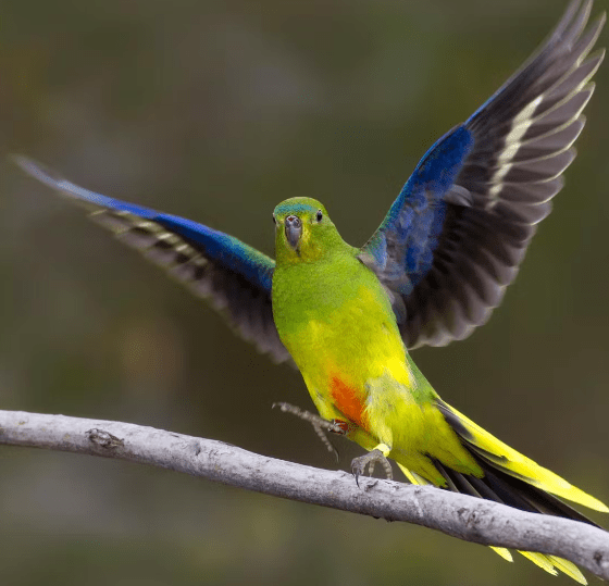 Bird Brained: Grand Offshore Wind Power Plans Threaten Endangered Species&nbsp;Wipeout