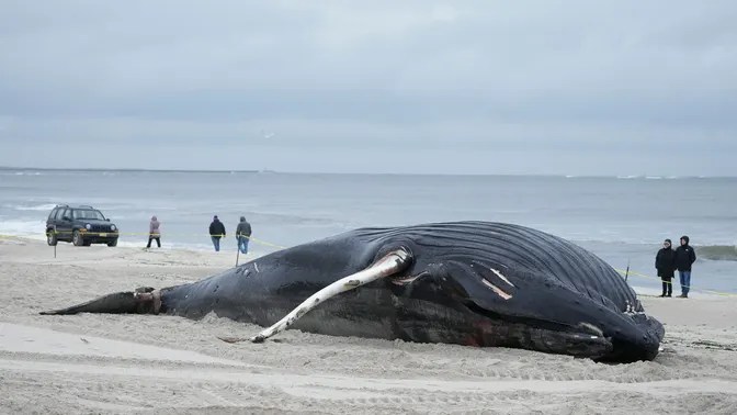 Whale-Sized Revolt: Fishermen Slam Biden’s Offshore Wind Power&nbsp;Disaster