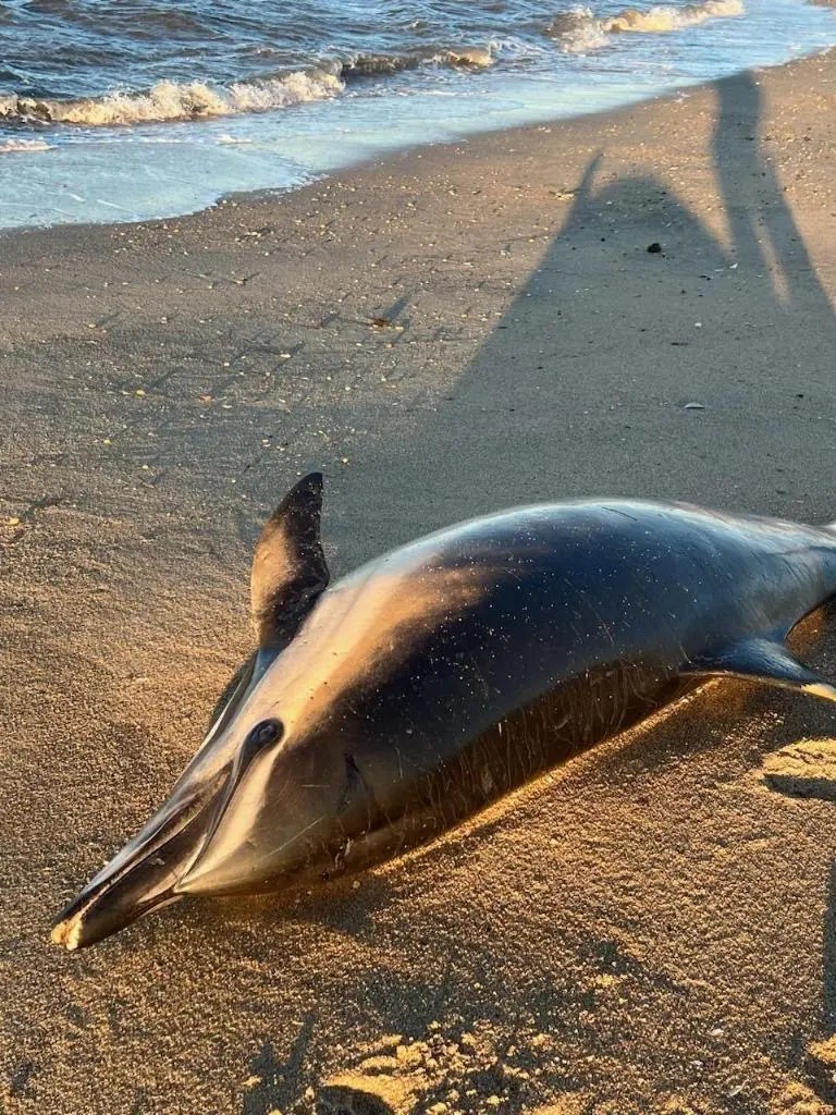 Offshore Wind Farm Construction Noise Deafens Porpoises &&nbsp;Dolphins