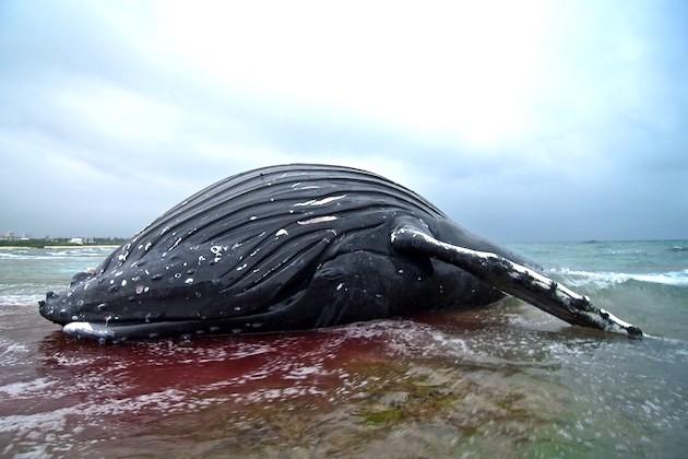 Wanna Save the Whale: Then Kill All Offshore Wind Turbine&nbsp;Projects