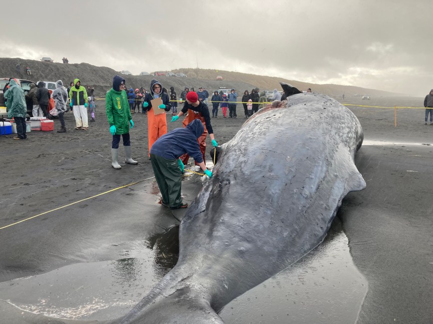 US Government Sued For Concealing Wind Industry’s Wholesale Whale&nbsp;Slaughter