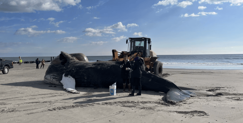 Britain’s Killing Fields: Offshore Wind Industry Wiping Out Whales ...