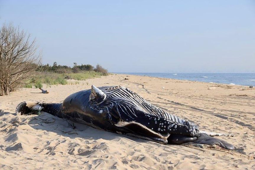 Death by Numbers: Wind Industry Can’t Avoid Mounting Whale Carcass&nbsp;Count