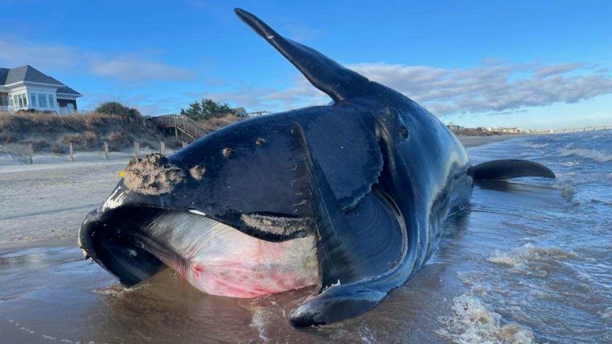 Utterly Pointless Slaughter: Offshore Wind Industry’s Whale Carcass Count&nbsp;Mounts